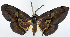  ( - CCDB-11875-C03)  @11 [ ] CreativeCommons - Attribution (2014) David Polluck Centre for Biodiversity Genomics