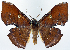  ( - CCDB-11875-C12)  @11 [ ] CreativeCommons - Attribution (2014) David Polluck Centre for Biodiversity Genomics
