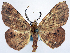  ( - CCDB-11875-F07)  @11 [ ] CreativeCommons - Attribution (2014) David Polluck Centre for Biodiversity Genomics