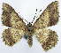  ( - CCDB-11875-G03)  @11 [ ] CreativeCommons - Attribution (2014) David Polluck Centre for Biodiversity Genomics