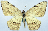  ( - CCDB-11875-H01)  @11 [ ] CreativeCommons - Attribution (2014) David Polluck Centre for Biodiversity Genomics
