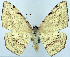  ( - CCDB-11875-H02)  @11 [ ] CreativeCommons - Attribution (2014) David Polluck Centre for Biodiversity Genomics