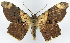  ( - CCDB-16669_D03)  @11 [ ] CreativeCommons - Attribution (2014) David Polluck Centre for Biodiversity Genomics