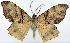  ( - CCDB-16669_D04)  @11 [ ] CreativeCommons - Attribution (2014) David Polluck Centre for Biodiversity Genomics
