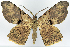  ( - CCDB-16669_D06)  @11 [ ] CreativeCommons - Attribution (2014) David Polluck Centre for Biodiversity Genomics