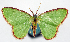  (Comostola rhodometopa - CCDB-11876-F04)  @11 [ ] CreativeCommons - Attribution (2014) David Polluck Centre for Biodiversity Genomics