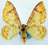  (Asthena subditaria - CCDB-11876-H01)  @11 [ ] CreativeCommons - Attribution (2014) David Polluck Centre for Biodiversity Genomics