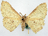  (Perixera pulvinaris - CCDB-16669_G09)  @11 [ ] CreativeCommons - Attribution (2014) David Polluck Centre for Biodiversity Genomics