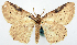  (Perixera nigricosta - CCDB-16669_G10)  @11 [ ] CreativeCommons - Attribution (2014) David Polluck Centre for Biodiversity Genomics