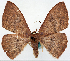  (Somatina sublucens - CCDB-16669_G11)  @11 [ ] CreativeCommons - Attribution (2014) David Polluck Centre for Biodiversity Genomics
