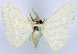  (Problepsis apollinaria - CCDB-16669_H01)  @11 [ ] CreativeCommons - Attribution (2014) David Polluck Centre for Biodiversity Genomics