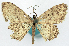  (Scopula griseolineata - CCDB-16669_H03)  @11 [ ] CreativeCommons - Attribution (2014) David Polluck Centre for Biodiversity Genomics