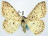  (Scopula paradela - CCDB-16669_H04)  @11 [ ] CreativeCommons - Attribution (2014) David Polluck Centre for Biodiversity Genomics