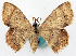  (Scopula discrepans - CCDB-16669_H05)  @11 [ ] CreativeCommons - Attribution (2014) David Polluck Centre for Biodiversity Genomics