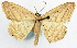  (Scopula crurata - CCDB-16669_H06)  @11 [ ] CreativeCommons - Attribution (2014) David Polluck Centre for Biodiversity Genomics