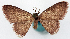  ( - CCDB-11876-F09)  @11 [ ] CreativeCommons - Attribution (2014) David Polluck Centre for Biodiversity Genomics