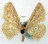  ( - CCDB-11876-F10)  @11 [ ] CreativeCommons - Attribution (2014) David Polluck Centre for Biodiversity Genomics