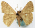  (Idaea sublactifera - CCDB-11876-F12)  @11 [ ] CreativeCommons - Attribution (2014) David Polluck Centre for Biodiversity Genomics