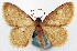  (Idaea velutina - CCDB-16669_H10)  @11 [ ] CreativeCommons - Attribution (2014) David Polluck Centre for Biodiversity Genomics