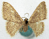  (Idaea simplex - CCDB-11876-G05)  @11 [ ] CreativeCommons - Attribution (2014) David Polluck Centre for Biodiversity Genomics