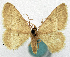  ( - CCDB-11876-H08)  @11 [ ] CreativeCommons - Attribution (2014) David Polluck Centre for Biodiversity Genomics