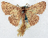  (Idaea rhiphidura - CCDB-16669_F03)  @11 [ ] CreativeCommons - Attribution (2014) David Polluck Centre for Biodiversity Genomics