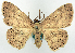  ( - CCDB-16669_F06)  @11 [ ] CreativeCommons - Attribution (2014) David Polluck Centre for Biodiversity Genomics