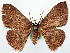  (Organopoda hadra - CCDB-16669_F07)  @11 [ ] CreativeCommons - Attribution (2014) David Polluck Centre for Biodiversity Genomics
