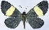  ( - CCDB-16636_A09)  @11 [ ] CreativeCommons - Attribution (2014) David Polluck Centre for Biodiversity Genomics