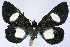  (Craspedosis chrysopyga chrysopyga - CCDB-16636_B04)  @11 [ ] CreativeCommons - Attribution (2014) David Polluck Centre for Biodiversity Genomics
