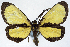  (Ctimene basistriga obsoleta - CCDB-11851_B05)  @11 [ ] CreativeCommons - Attribution (2014) David Polluck Centre for Biodiversity Genomics