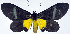  ( - CCDB-11851_E10)  @11 [ ] CreativeCommons - Attribution (2014) David Polluck Centre for Biodiversity Genomics
