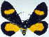 ( - CCDB-11851_F10)  @11 [ ] CreativeCommons - Attribution (2014) David Polluck Centre for Biodiversity Genomics