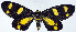  ( - CCDB-11851_G01)  @11 [ ] CreativeCommons - Attribution (2014) David Polluck Centre for Biodiversity Genomics
