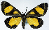  ( - CCDB-11851_H03)  @11 [ ] CreativeCommons - Attribution (2014) David Polluck Centre for Biodiversity Genomics