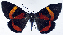  ( - CCDB-16634_B04)  @11 [ ] CreativeCommons - Attribution (2014) David Polluck Centre for Biodiversity Genomics