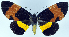  ( - CCDB-16634_H10)  @11 [ ] CreativeCommons - Attribution (2014) David Polluck Centre for Biodiversity Genomics