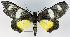  ( - CCDB-16636_H01)  @11 [ ] CreativeCommons - Attribution (2014) David Polluck Centre for Biodiversity Genomics