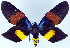  (Callhistia grandis grandis - 962431)  @11 [ ] CreativeCommons - Attribution Non-Commercial Share-Alike (2015) David Polluck Smithsonian Institution