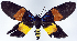  (Callhistia grandis kaporana - 962433)  @11 [ ] CreativeCommons - Attribution Non-Commercial Share-Alike (2015) David Polluck Smithsonian Institution