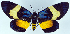  (Callhistia grandis kaporana - 962434)  @11 [ ] CreativeCommons - Attribution Non-Commercial Share-Alike (2015) David Polluck Smithsonian Institution