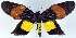  (Callhistia grandis - 962435)  @11 [ ] CreativeCommons - Attribution Non-Commercial Share-Alike (2015) David Polluck Smithsonian Institution