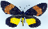  (Callhistia grandis - 962436)  @11 [ ] CreativeCommons - Attribution Non-Commercial Share-Alike (2015) David Polluck Smithsonian Institution