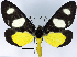 ( - 962464)  @11 [ ] CreativeCommons - Attribution Non-Commercial Share-Alike (2015) David Polluck Smithsonian Institution