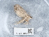  ( - NHMUK013698577)  @11 [ ] Unspecified (default): All Rights Reserved  Unspecified Unspecified