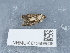  ( - NHMUK013698608)  @11 [ ] Unspecified (default): All Rights Reserved  Unspecified Unspecified