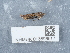  ( - NHMUK013698617)  @11 [ ] Unspecified (default): All Rights Reserved  Unspecified Unspecified