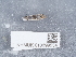  ( - NHMUK013699534)  @11 [ ] Unspecified (default): All Rights Reserved  Unspecified Unspecified