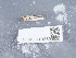  ( - NHMUK013699535)  @11 [ ] Unspecified (default): All Rights Reserved  Unspecified Unspecified