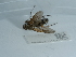  ( - NHMUK014037145)  @11 [ ] Unspecified (default): All Rights Reserved  Unspecified Unspecified
